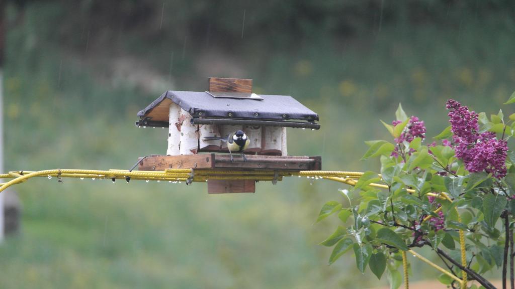Appartement Gwiggner Niederau Exteriör bild